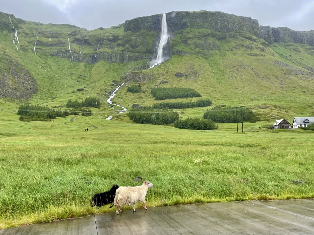 Nasse Schafe und der Bjarnafoss