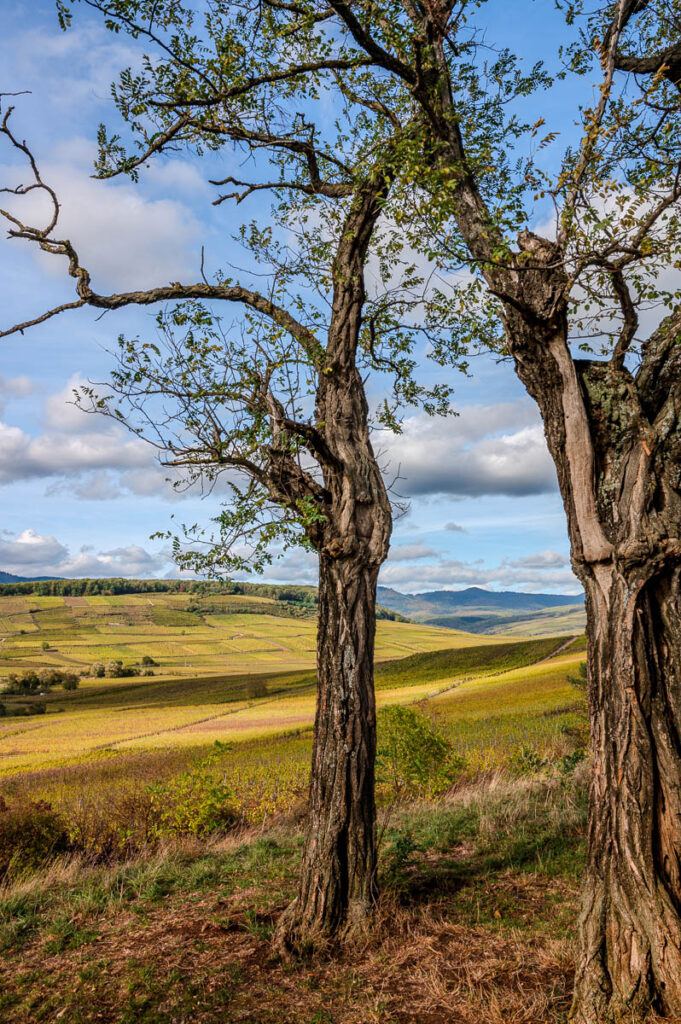 Ohrschwihr - Ausblick auf Pfingstberg