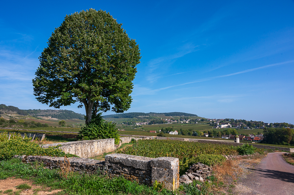 Climat- Meursault