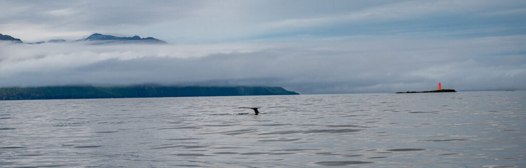 Whale Watching - erste Sichtung