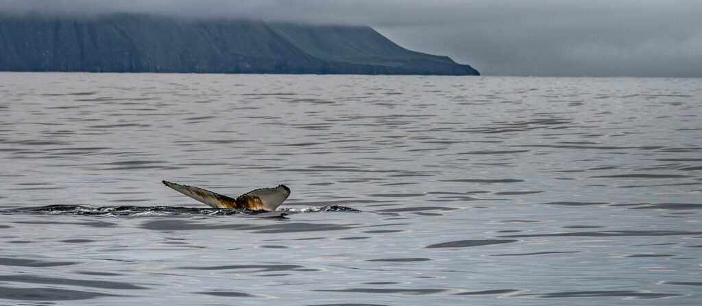 Whale Watching