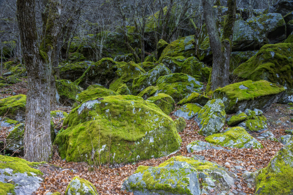 Die Felsen im Wald von Sabbione