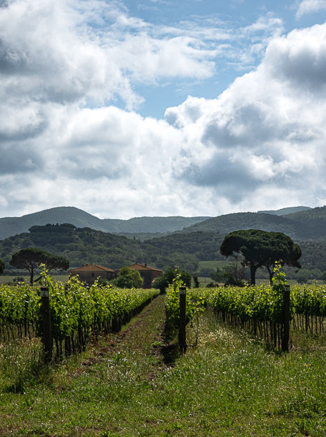 Rebstöcke in der maremma