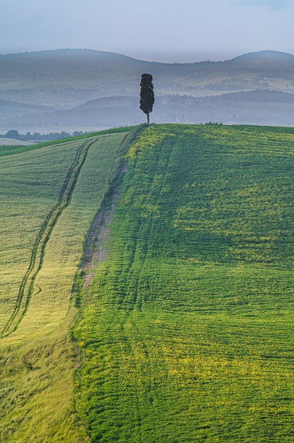 Toskana Crete Senesi -Einzelne Zypresse