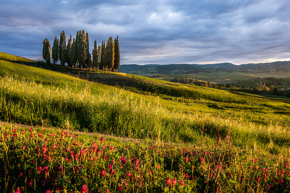 Zypressenwäldchen bei San Quirico