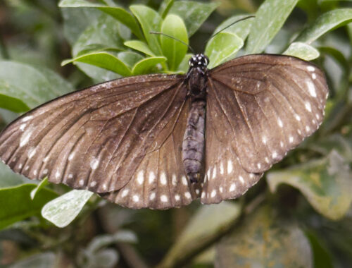 Papiliorama - Schmetterling