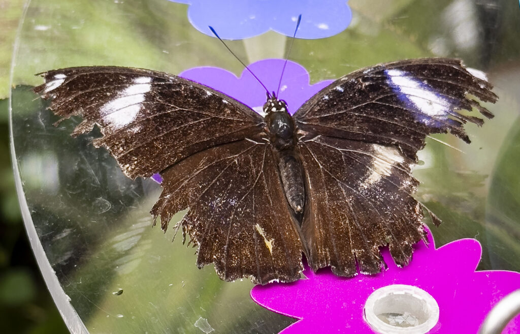 Papiliorama - Schmetterlingsdom - Schmetterling an Futterstelle