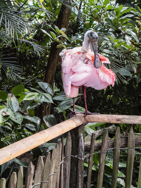 Papiliorama - Jungle Treck - Löffelreiher