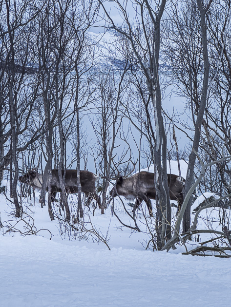 Rentiere auf der Fahrt nach Tromvik